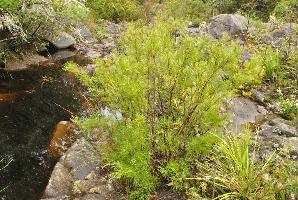 Grevillea neurophylla subsp. fluviatilis (hero image)