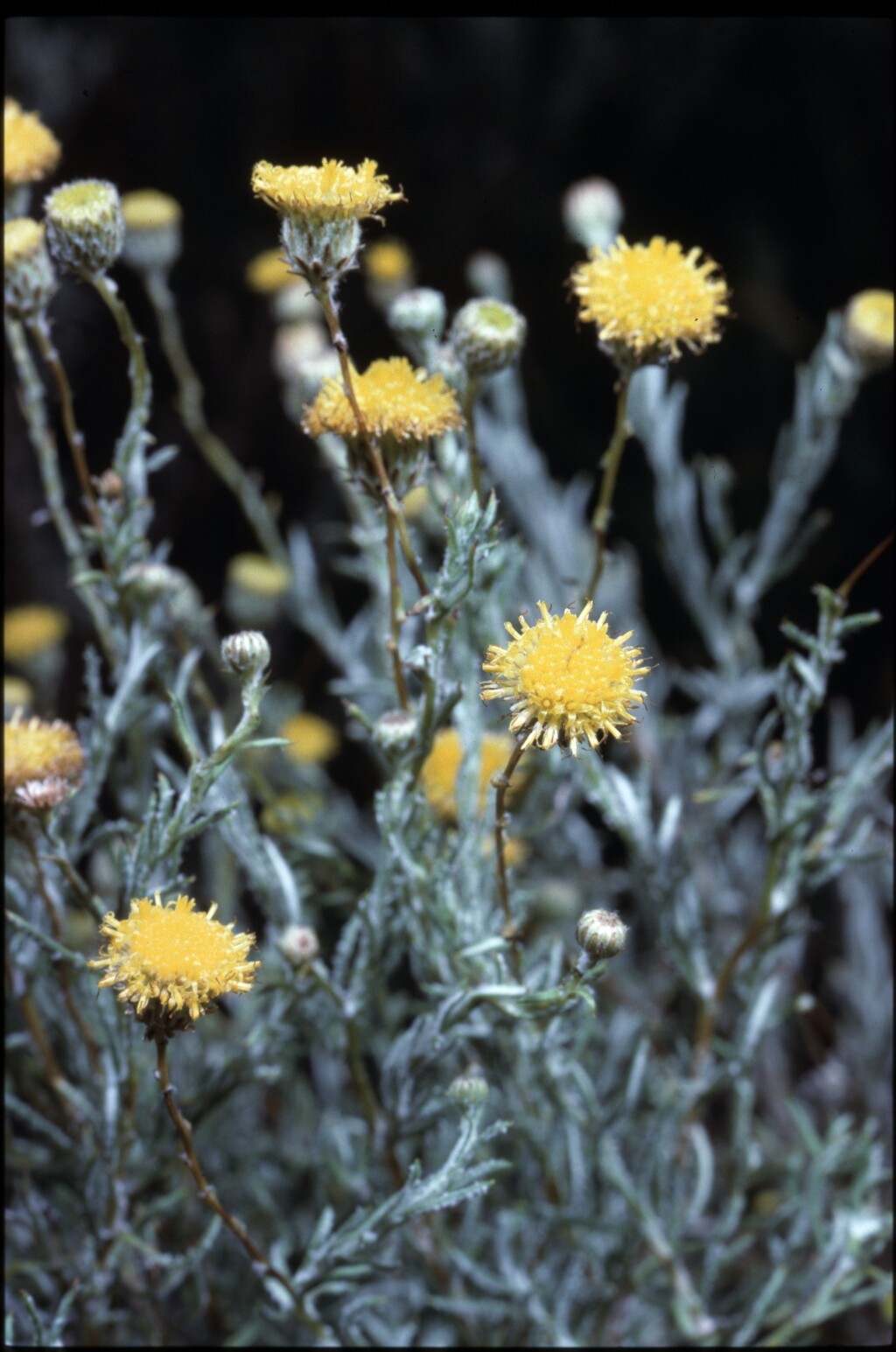 Leiocarpa panaetioides (hero image)