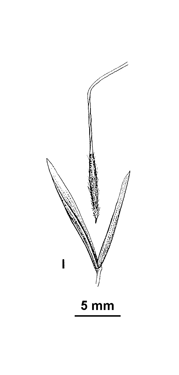 Austrostipa rudis subsp. nervosa (hero image)