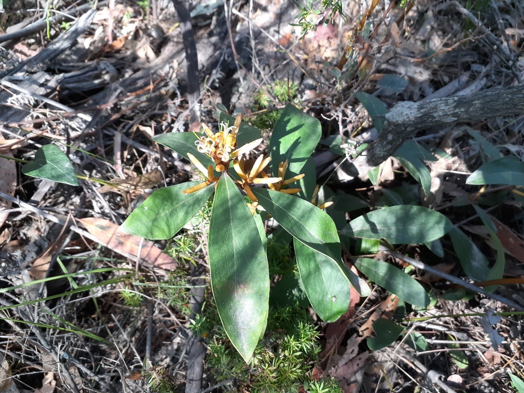 Persoonia confertiflora (hero image)