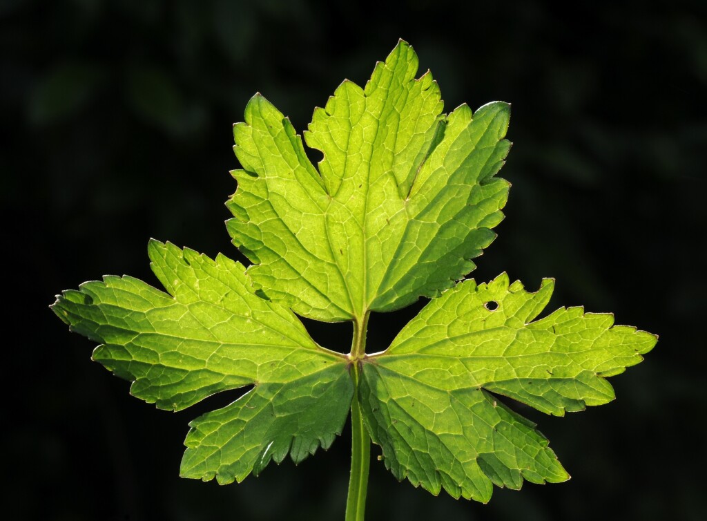 Ranunculus repens (hero image)
