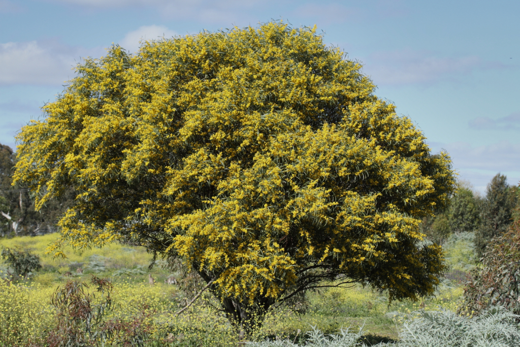 Acacia saligna (hero image)