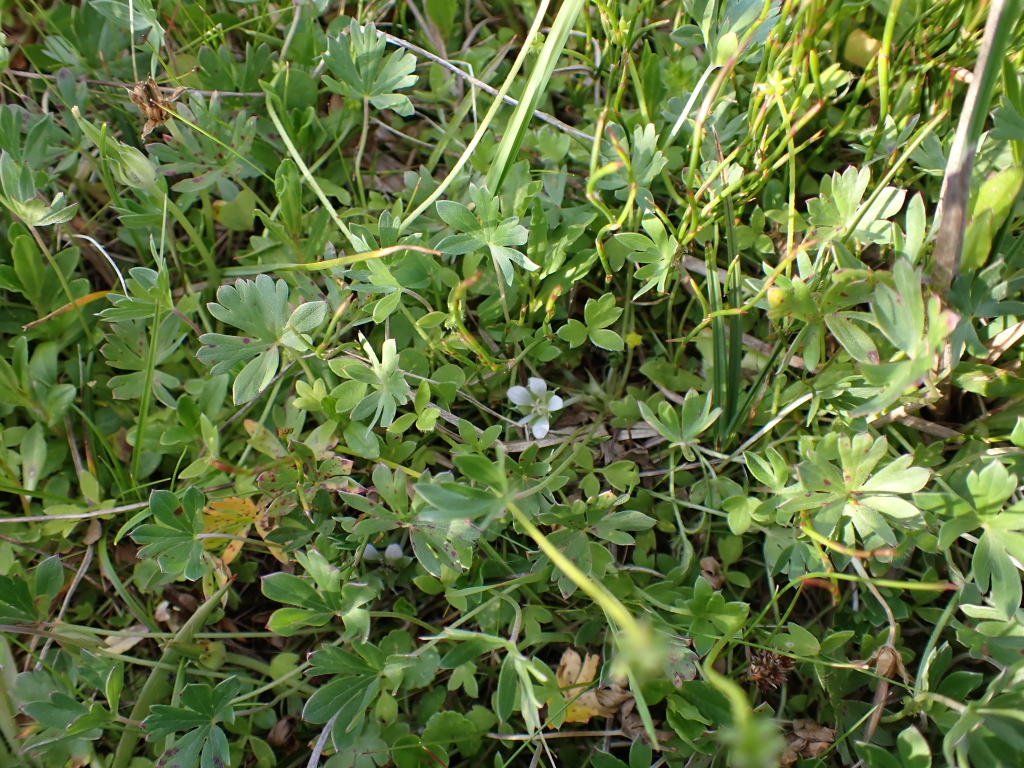 Geranium sp. 7 (hero image)