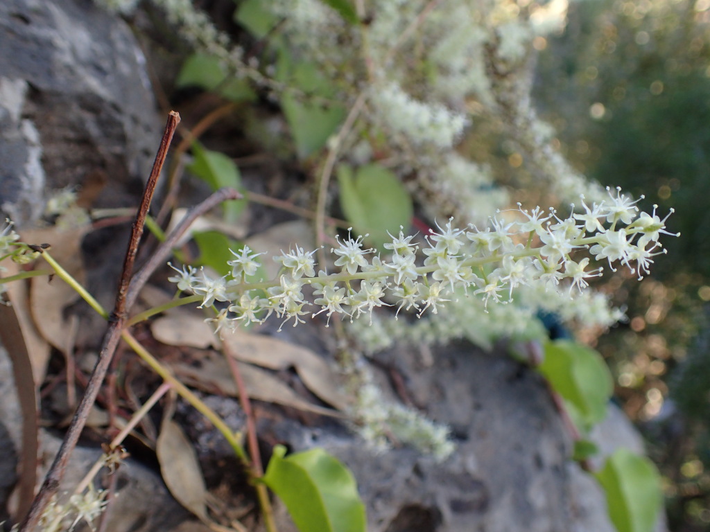 Basellaceae (hero image)