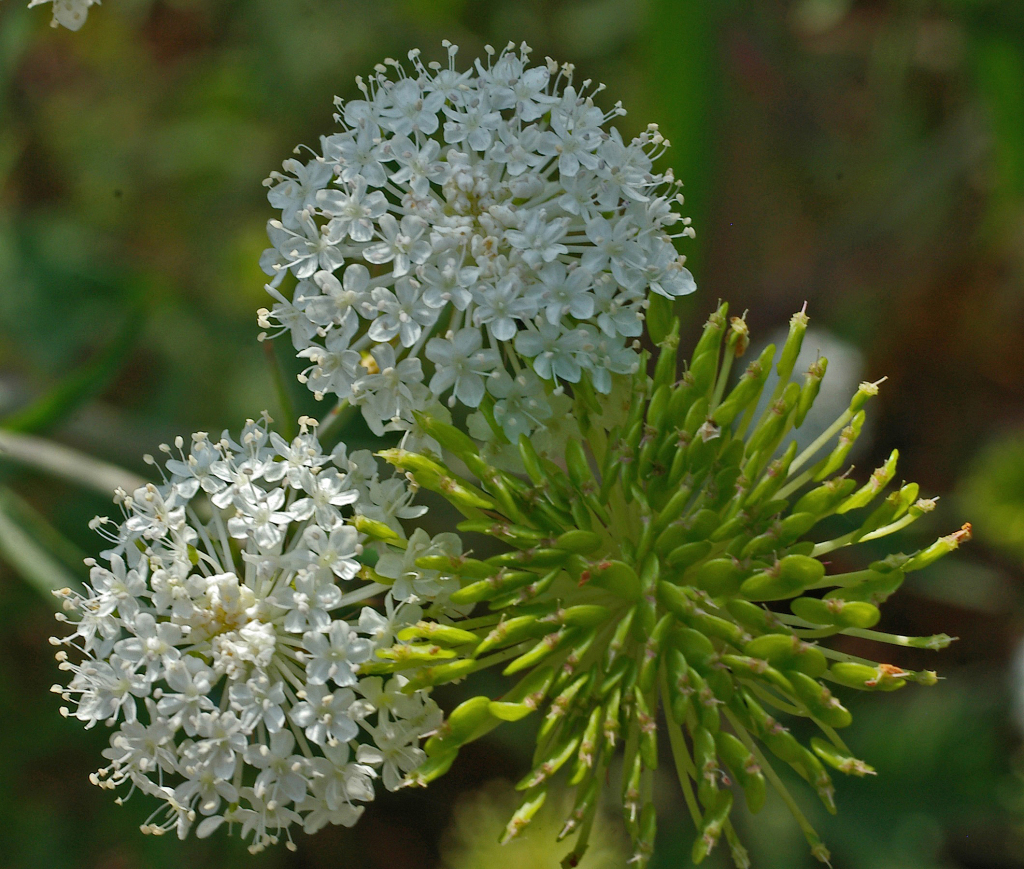 Trachymene composita (hero image)