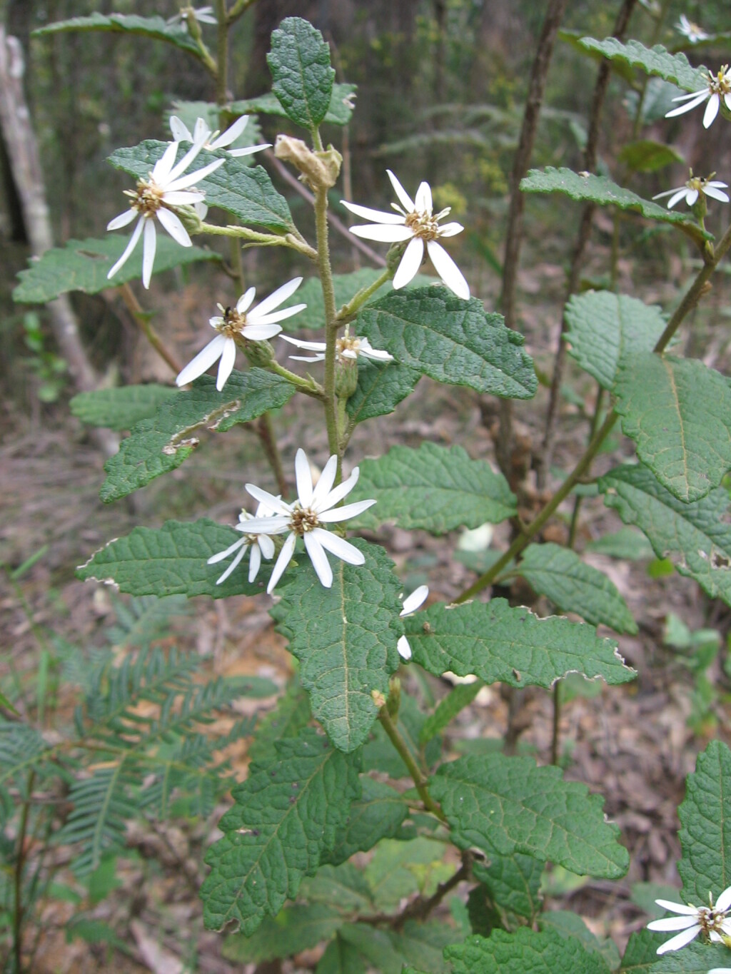 Olearia rugosa subsp. rugosa (hero image)