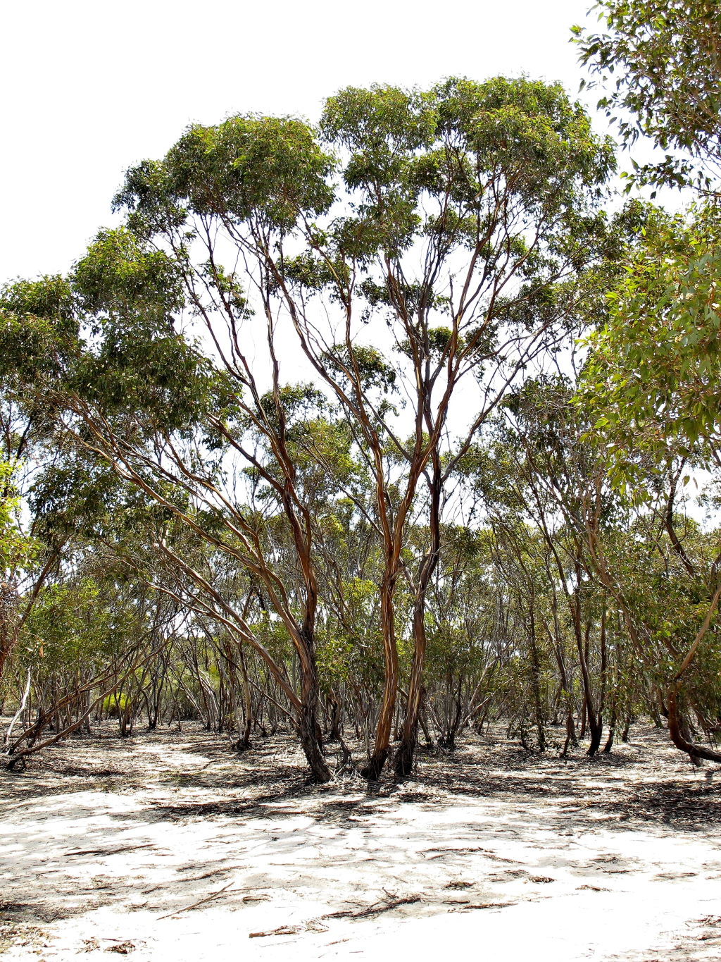 Eucalyptus behriana (hero image)