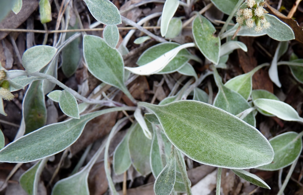 Euchiton umbricola (hero image)