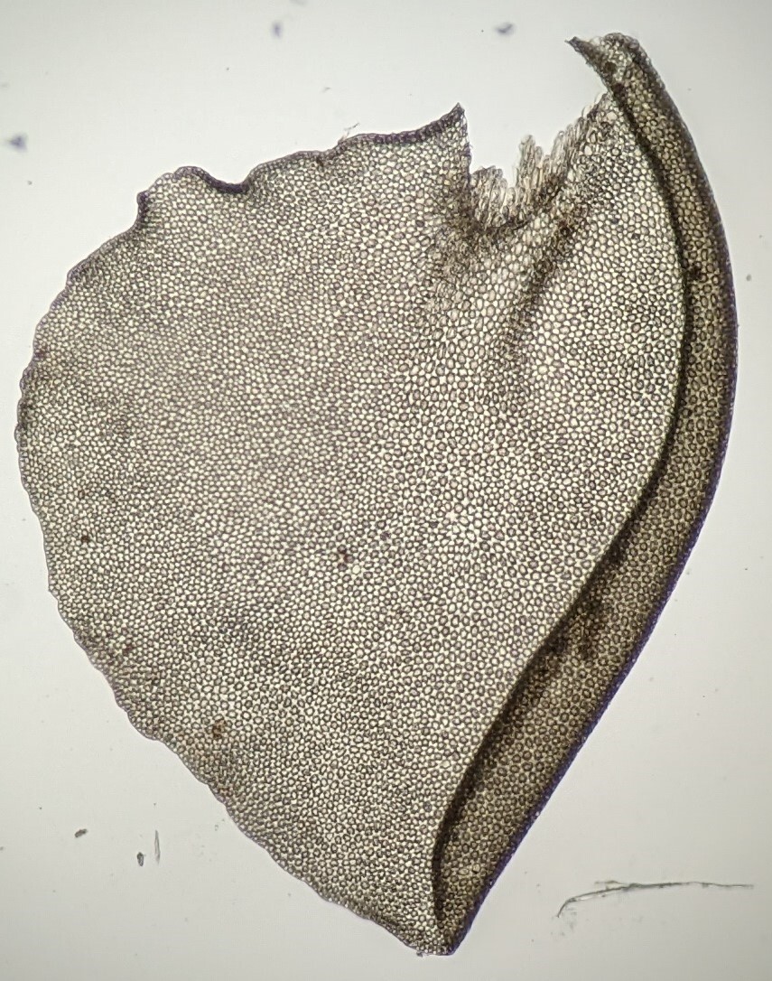 Plagiochila (hero image)