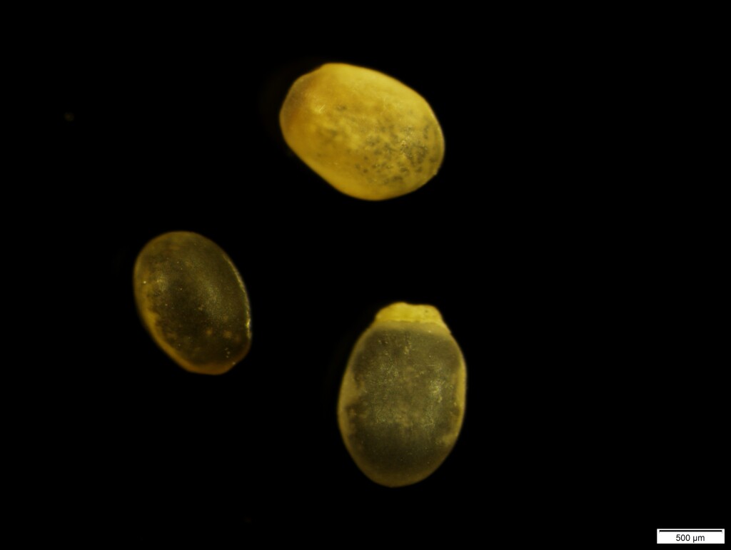 Pomaderris aspera (hero image)