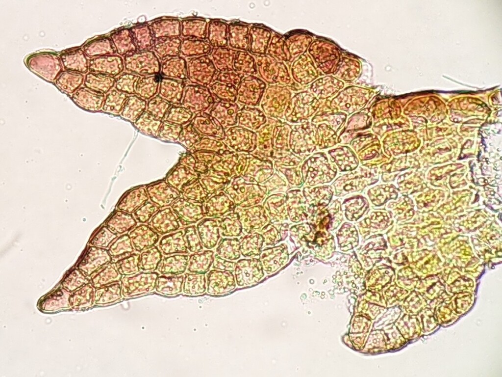 Cephaloziella varians (hero image)