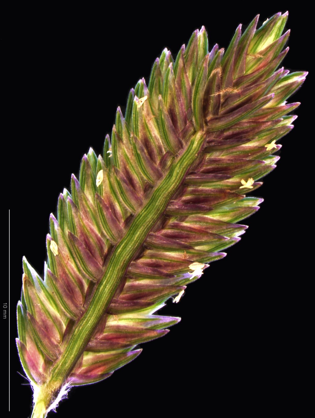 Eleusine (hero image)