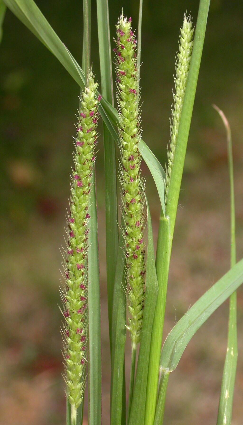 Setaria parviflora (hero image)
