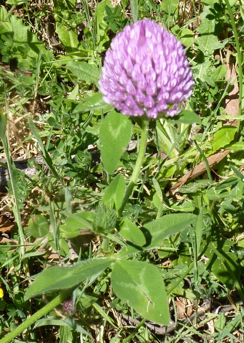 Trifolium pratense (hero image)