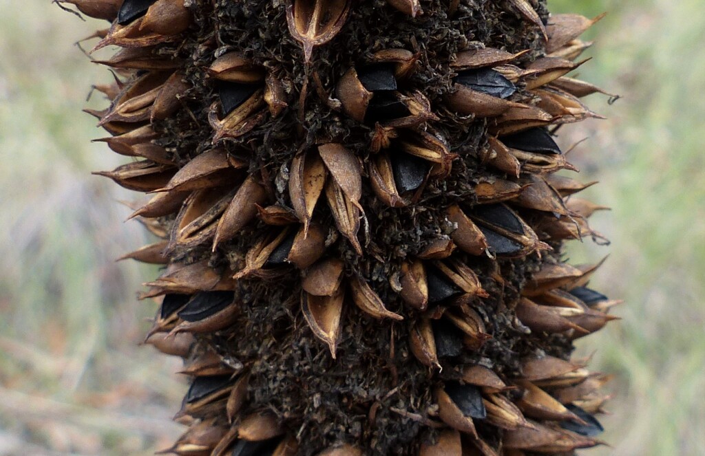 Xanthorrhoea glauca subsp. angustifolia (hero image)