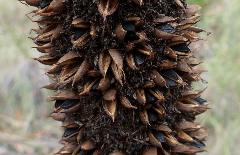 Xanthorrhoea glauca (hero image)