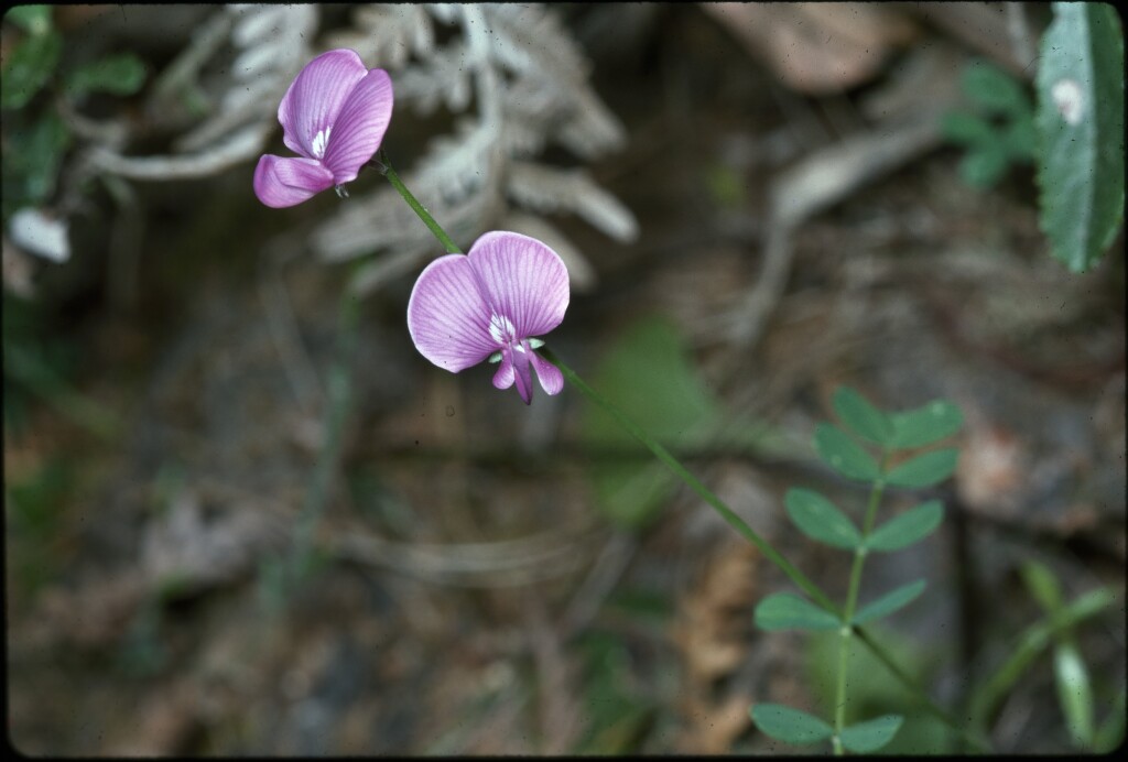 Swainsona brachycarpa (hero image)