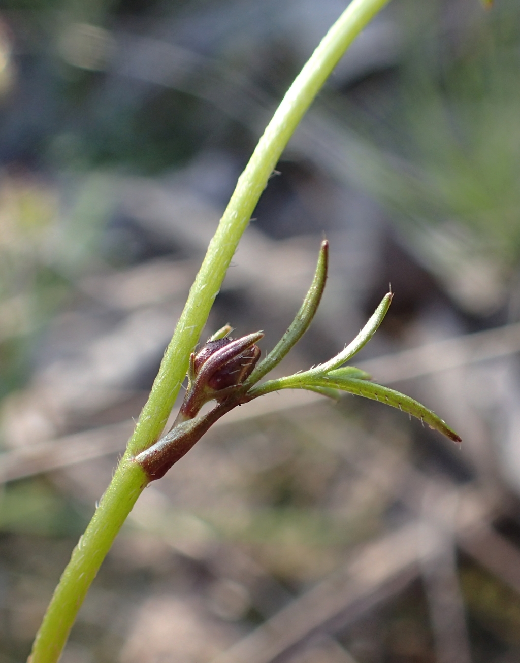 Ranunculus robertsonii (hero image)