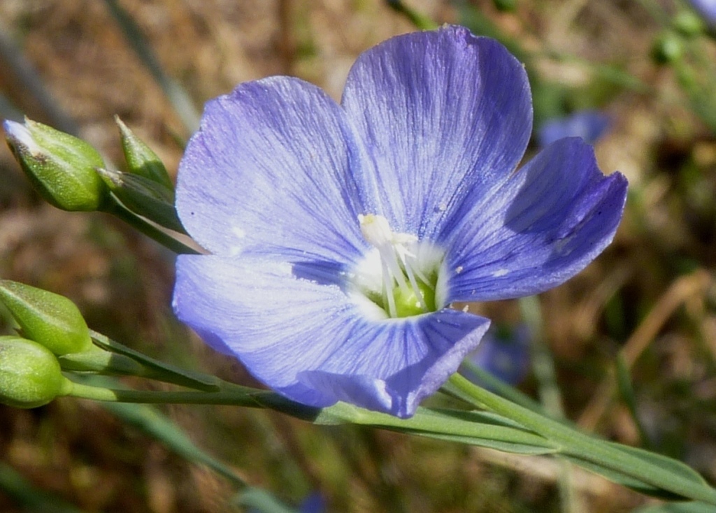 Linaceae (hero image)