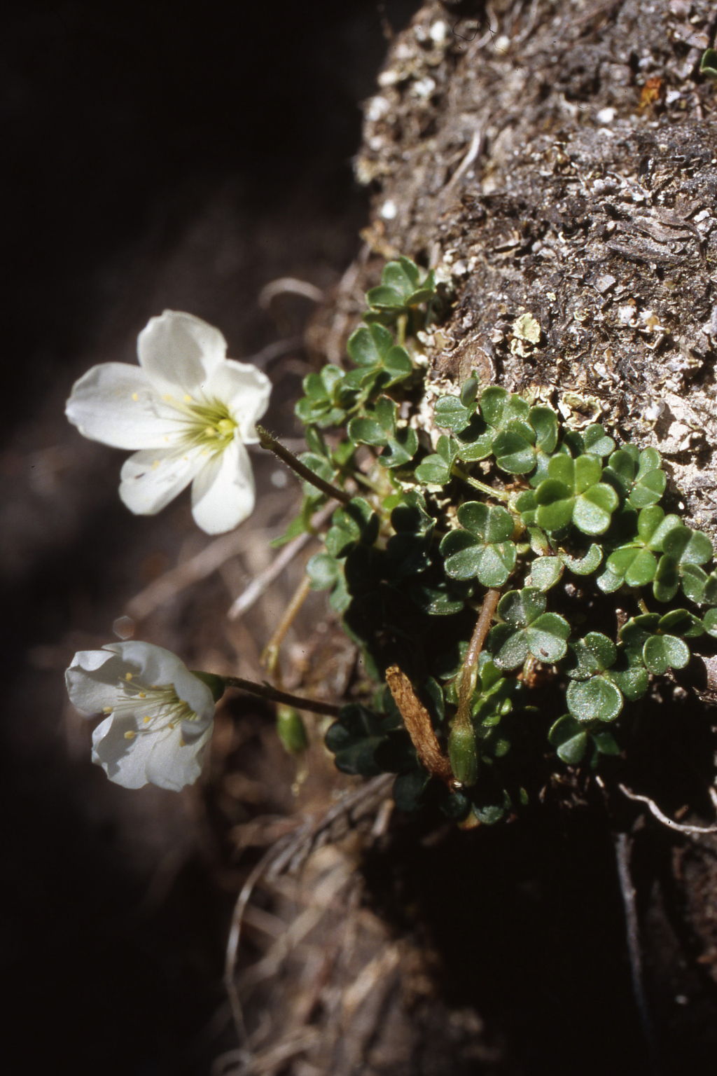 Oxalis magellanica (hero image)