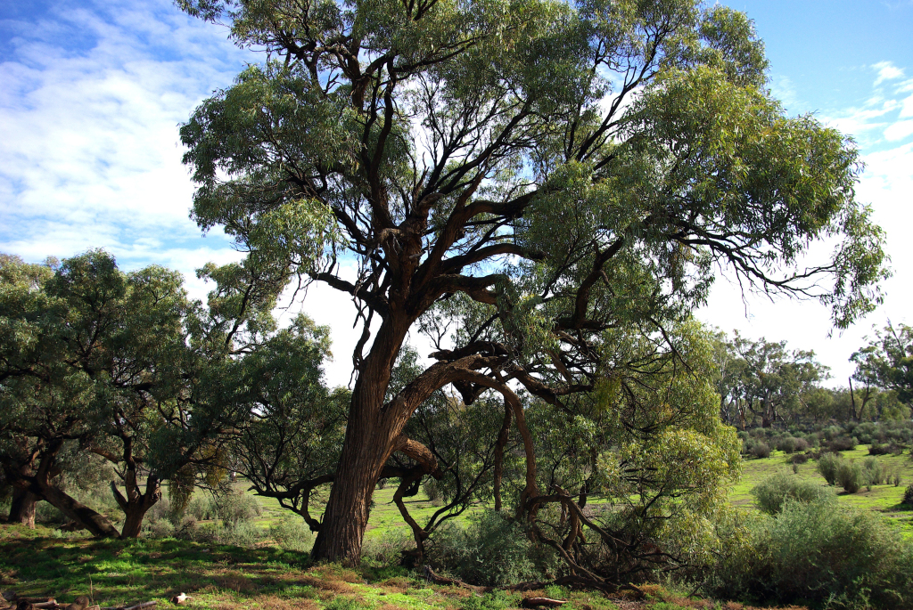 Eucalyptus largiflorens (hero image)