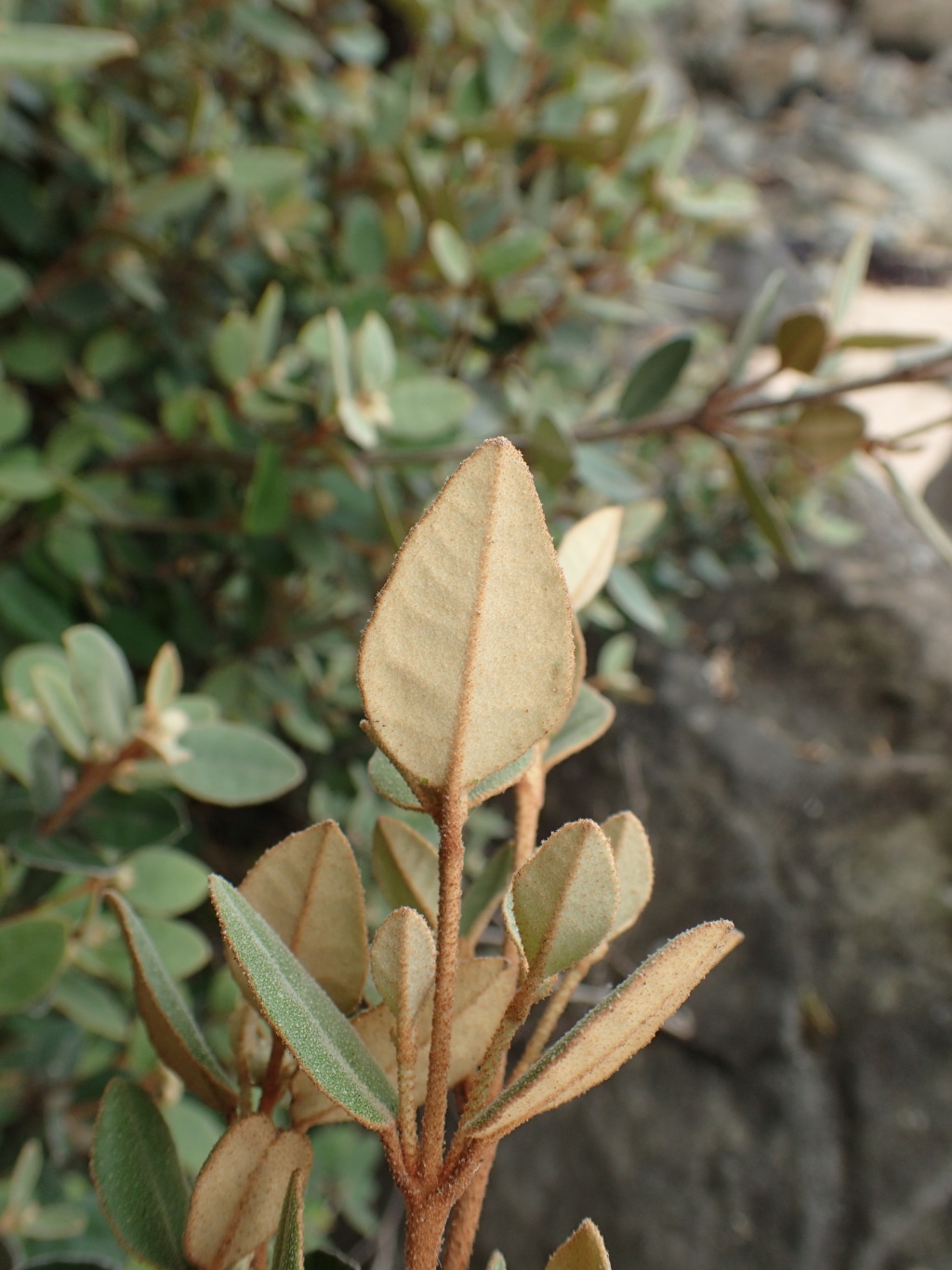 Correa backhouseana var. backhouseana (hero image)