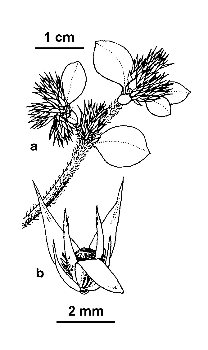 Alternanthera pungens (hero image)