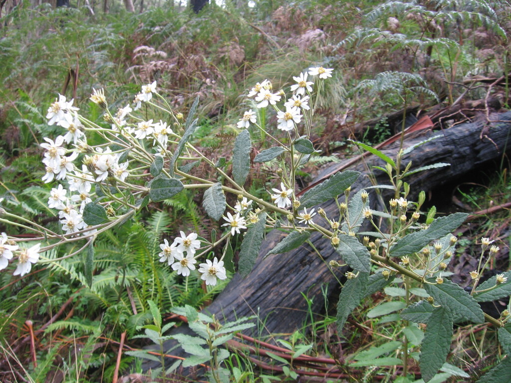 Olearia rugosa subsp. rugosa (hero image)