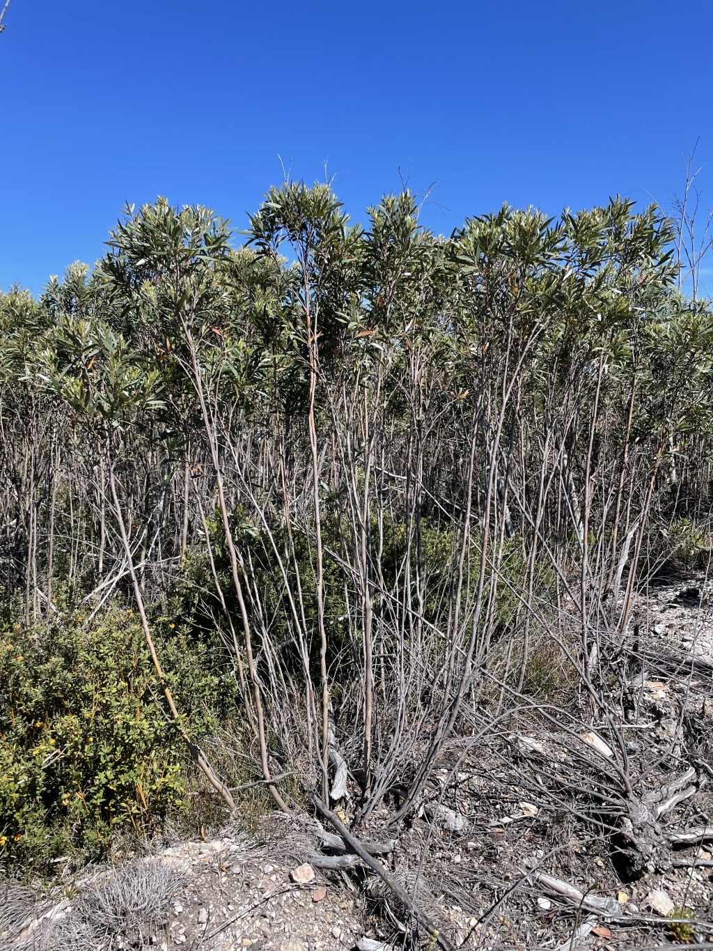Eucalyptus kybeanensis (hero image)
