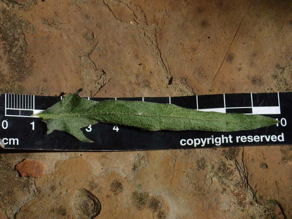 Centaurea jacea (hero image)