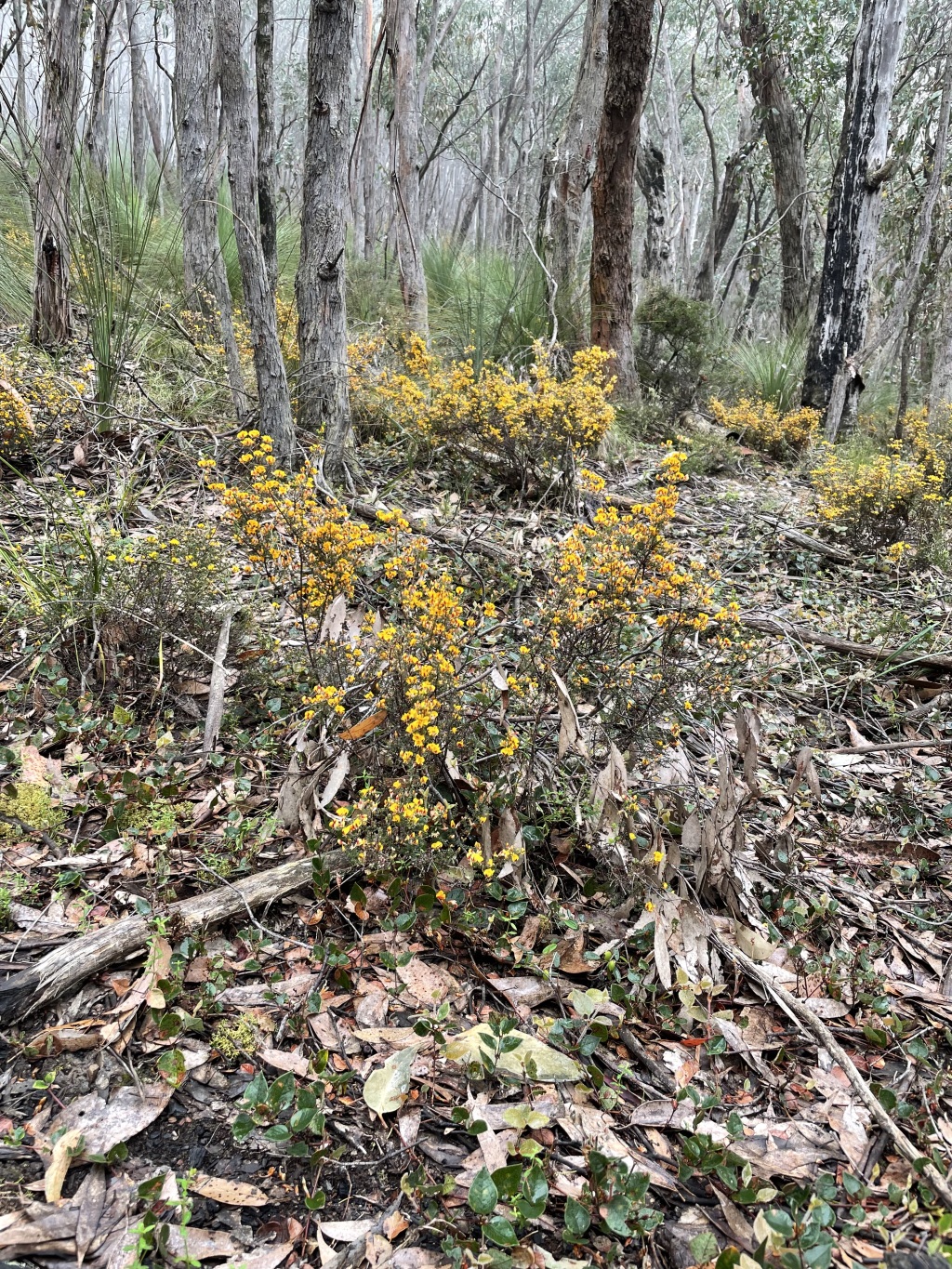 Pultenaea gunnii (hero image)