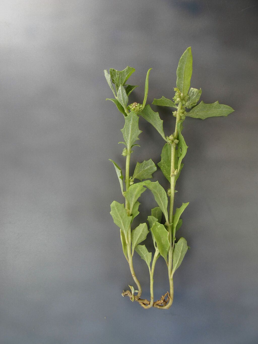 Atriplex suberecta (hero image)