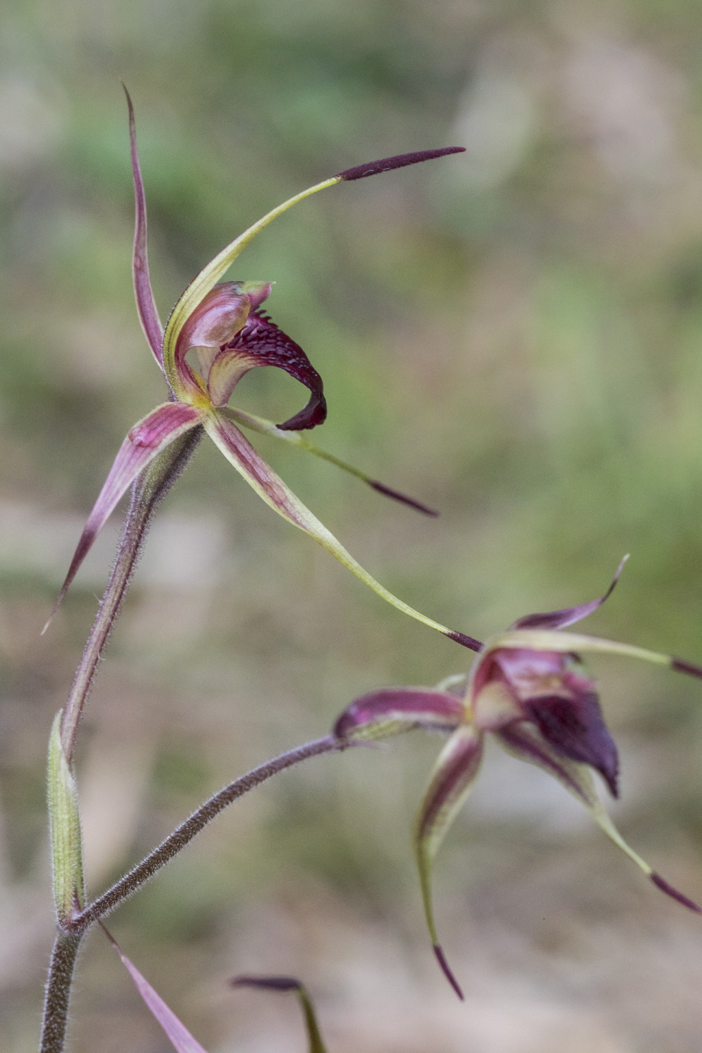 Caladenia robinsonii (hero image)