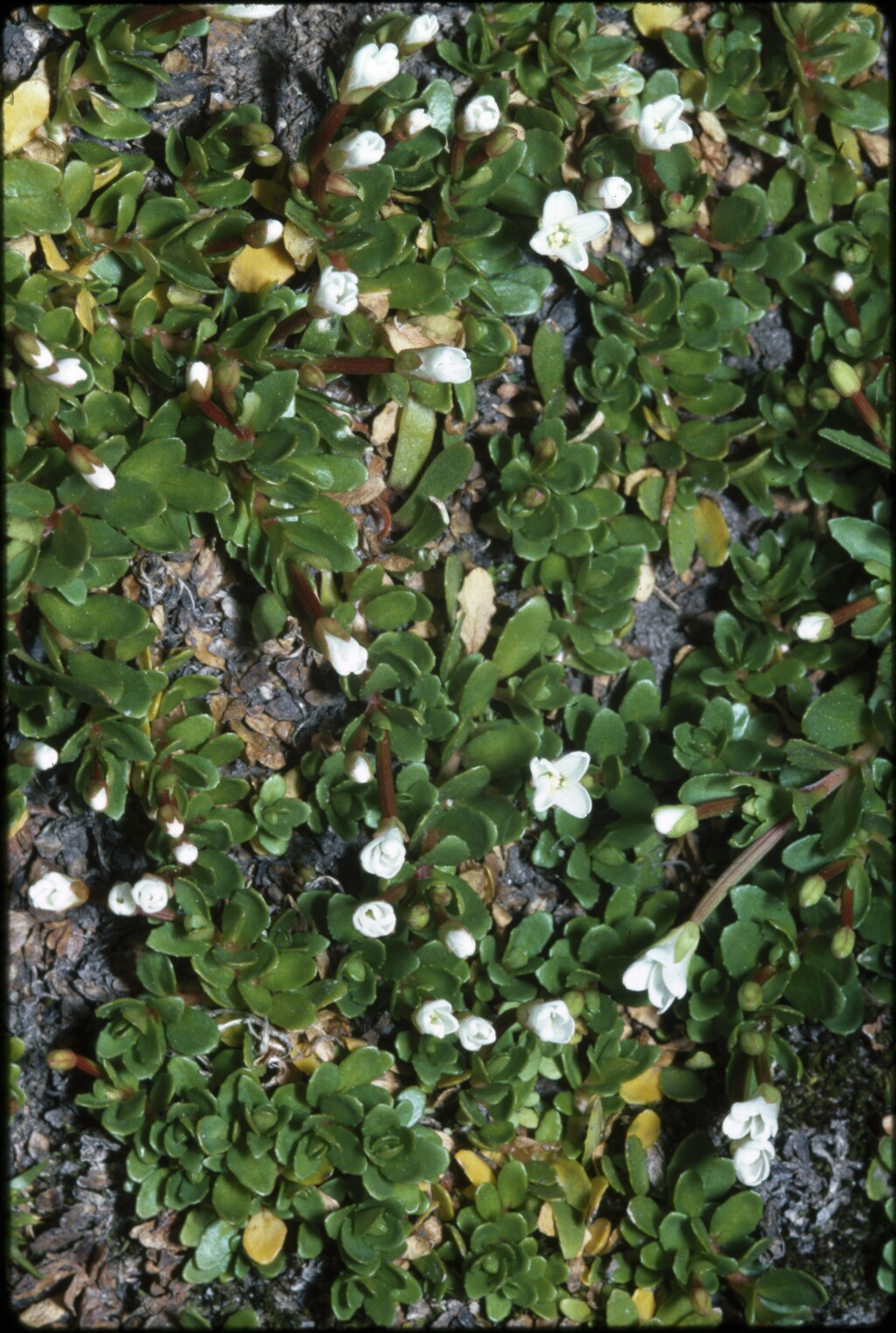 Epilobium (hero image)