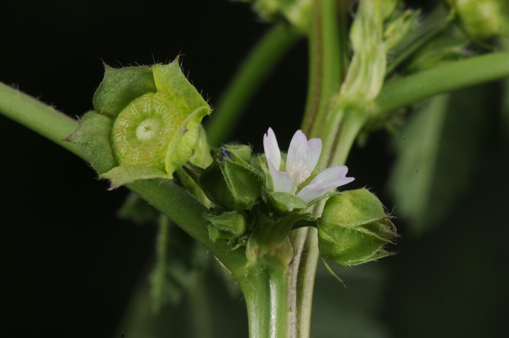 Malva parviflora (hero image)