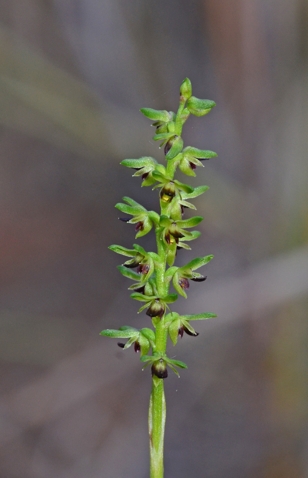 Corunastylis (hero image)