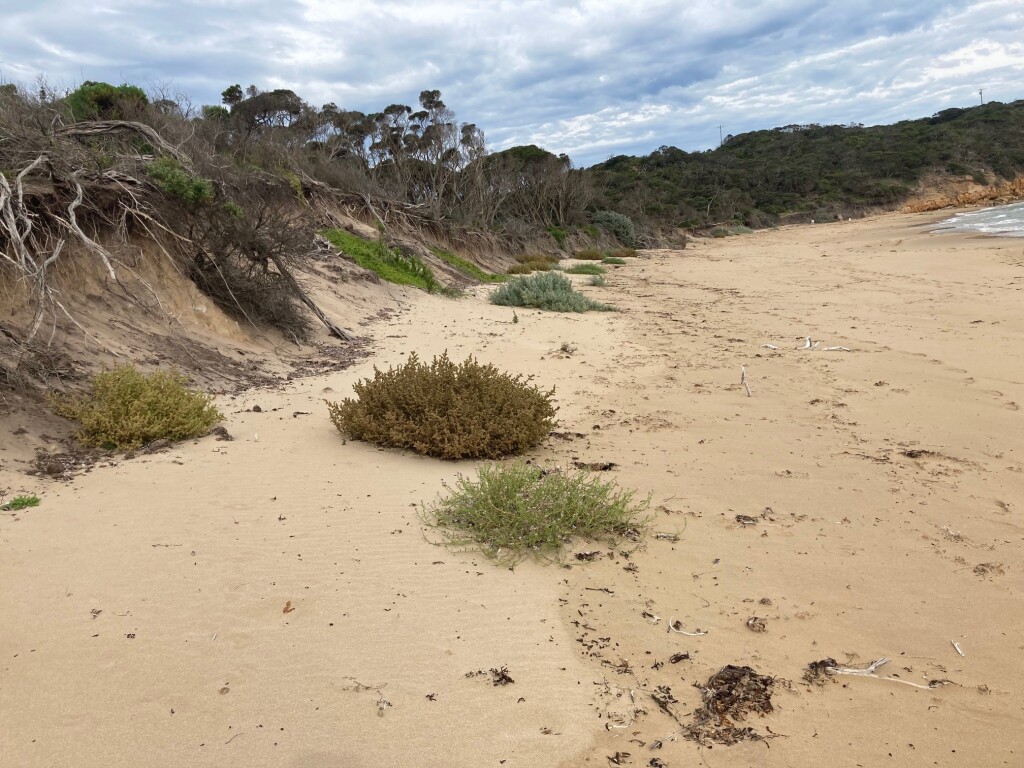 Salsola tragus subsp. pontica (hero image)