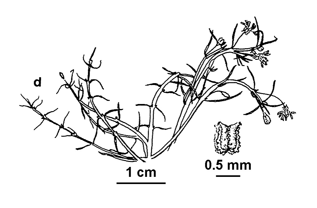 Myriophyllum lophatum (hero image)