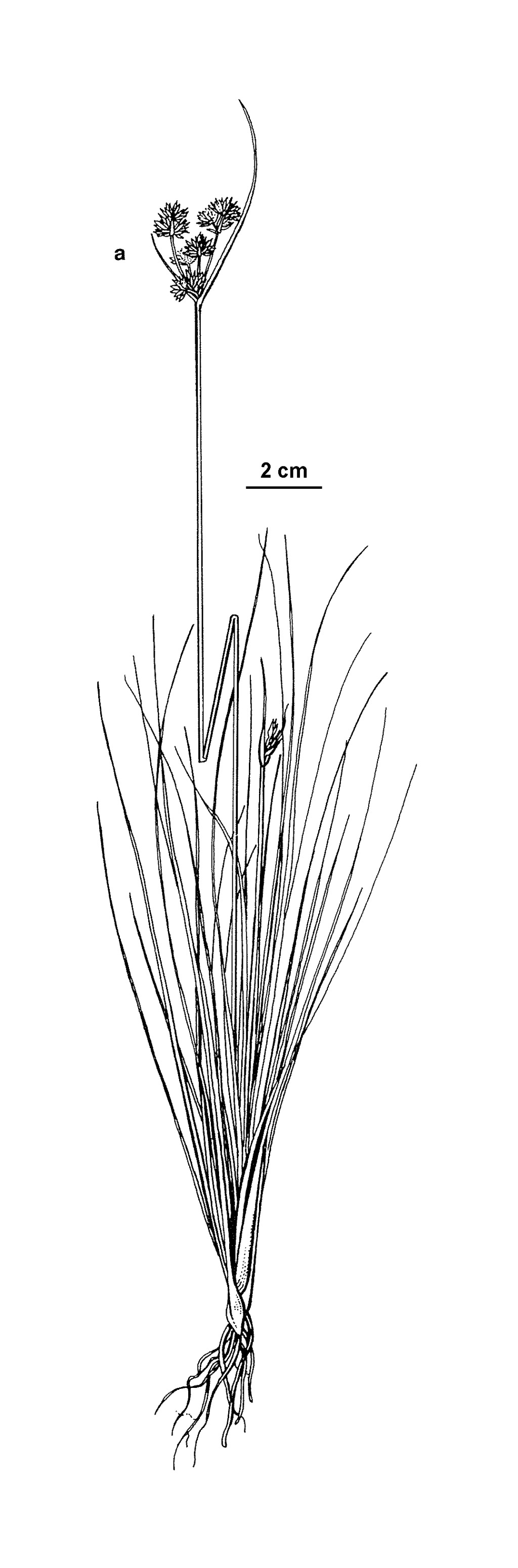 Juncus caespiticius (hero image)