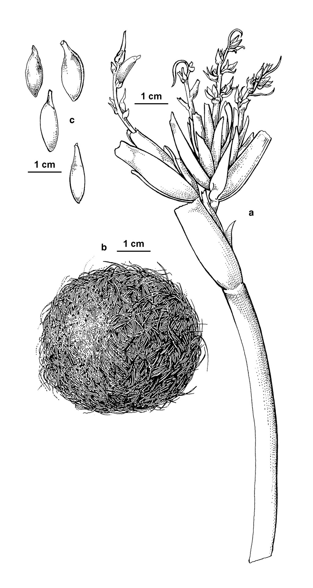 Posidonia australis (hero image)