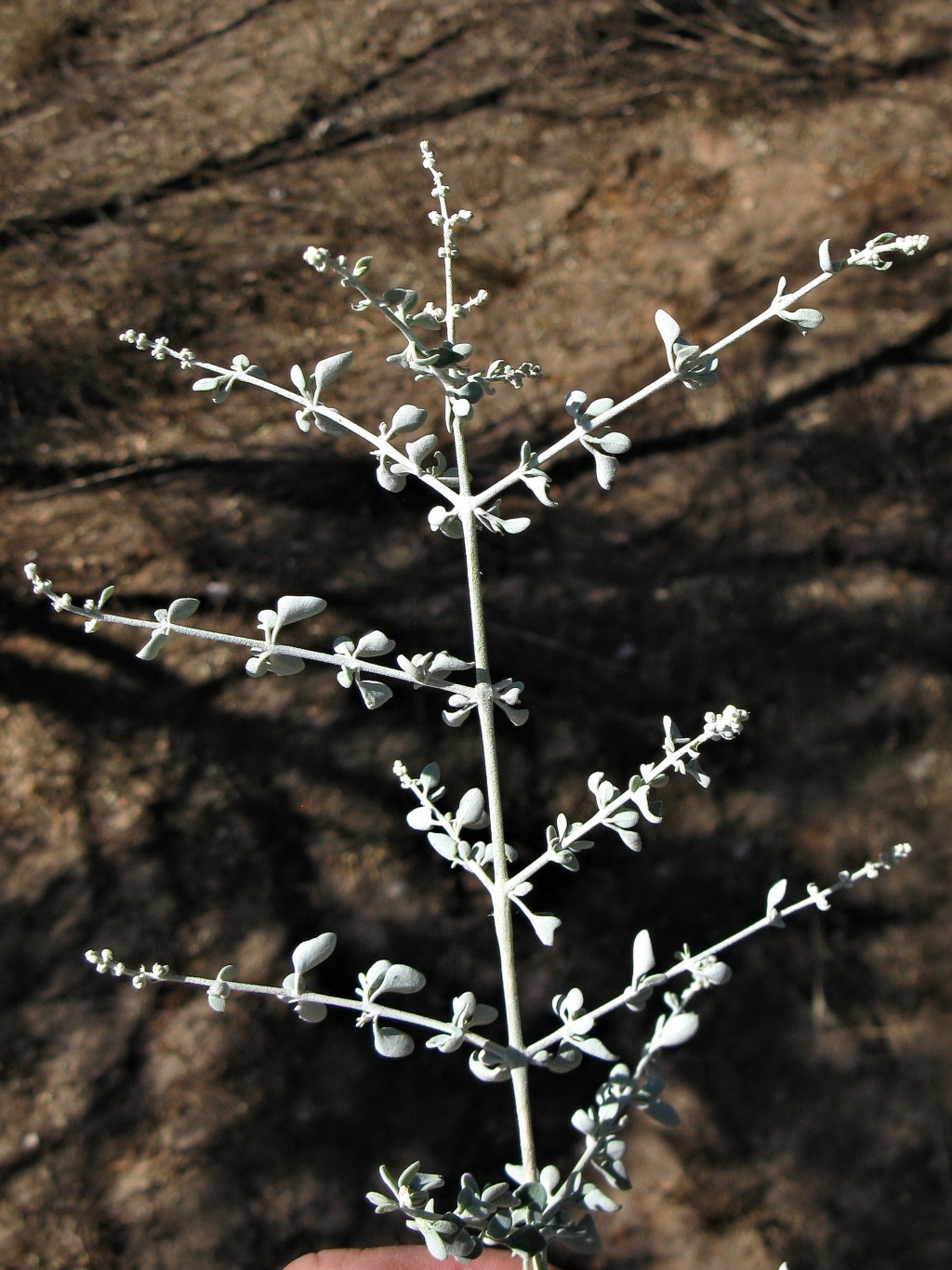 Rhagodia spinescens (hero image)