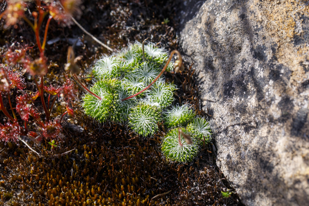 Stylidium (hero image)