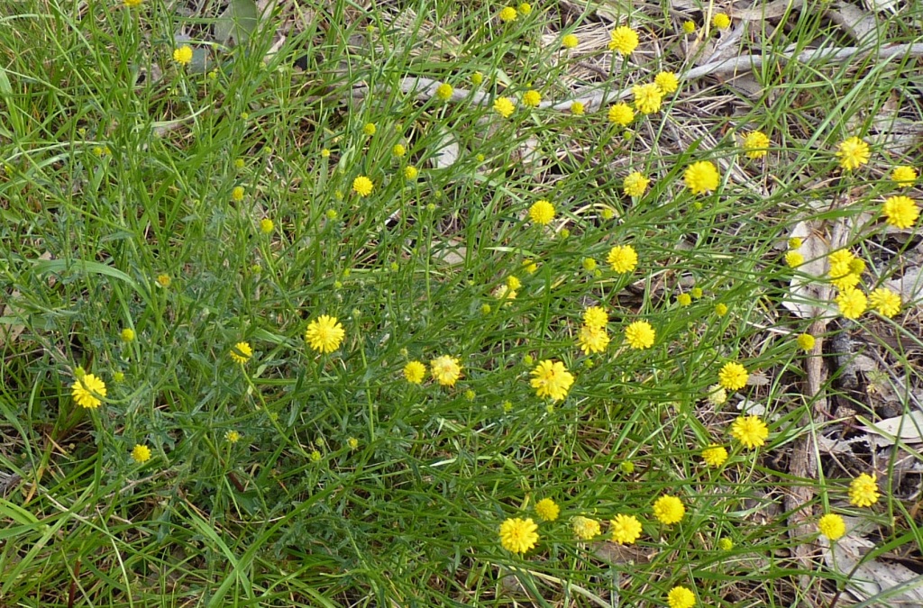 Calotis lappulacea (hero image)