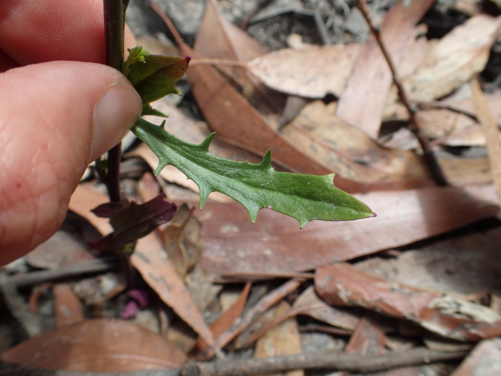 Lobelia simplicicaulis (hero image)