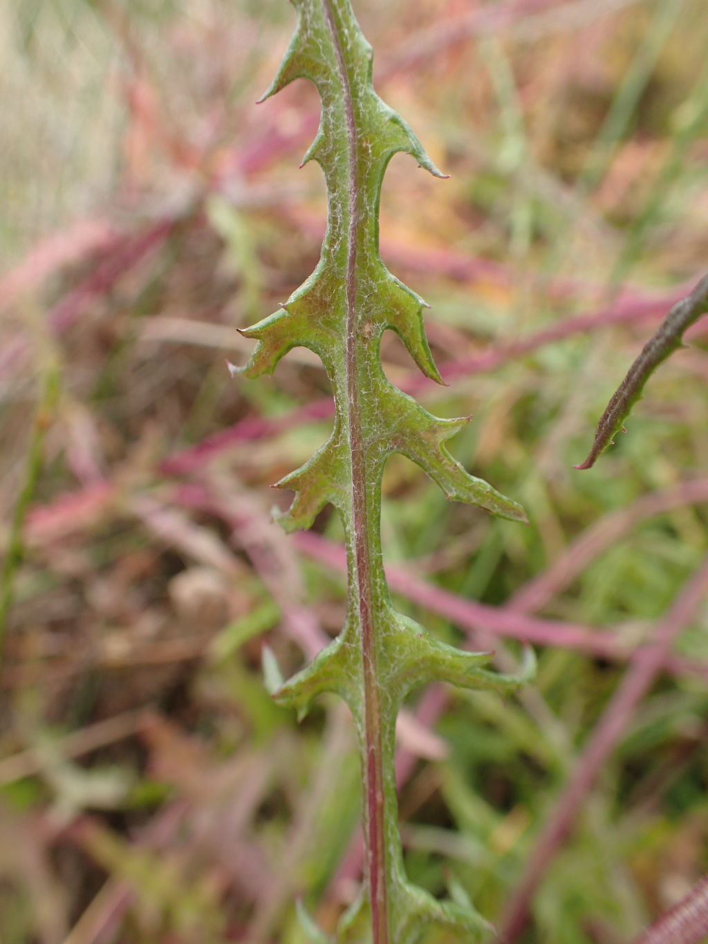 Senecio runcinifolius (hero image)