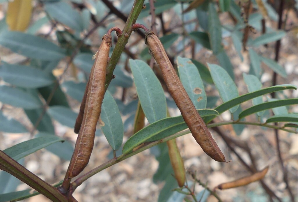 Indigofera australis subsp. australis (hero image)