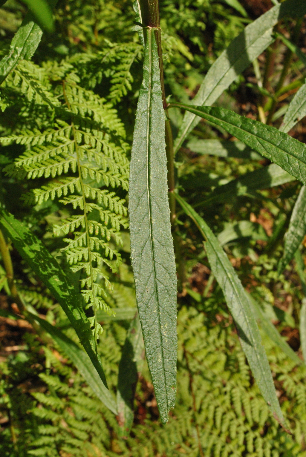 Senecio linearifolius (hero image)