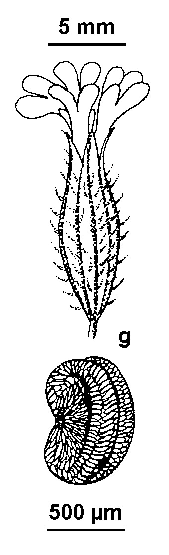 Silene dichotoma (hero image)