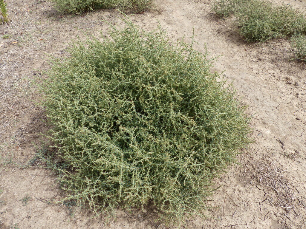 Sclerolaena (hero image)