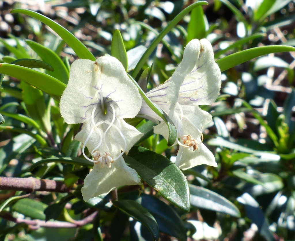 Prostanthera monticola (hero image)